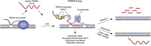 TERRA forms RNA-DNA hybrids at telomeres